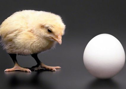العلماء يجيبون: من أولا البيضة أم الدجاجة؟