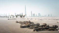 زرافة "أمام برج خليفة"؟ ما القصة وراء هذه الصورة؟