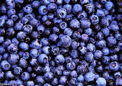 دراسة: تناول التوت البري يومياً يمنع ترسبات أمراض اللثة