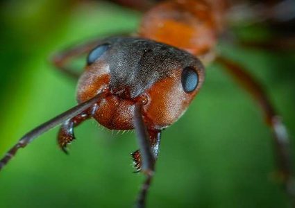 علاقة غريبة بين النمل والمناخ!
