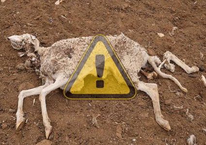 تفشي طاعون ينذر بكارثة في الجزائر