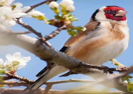 اعتقال فلسطيني حاول تهريب 12 طير حسون لإسرائيل