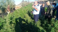 الوقائي"يضبط مشتلاً لزراعةالمخدرات في محافظةرام الله والبيرة