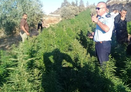 الوقائي"يضبط مشتلاً لزراعةالمخدرات في محافظةرام الله والبيرة