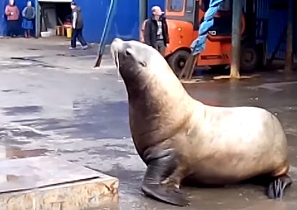 أسد بحر يتقصى محتويات شاحنة في روسيا!