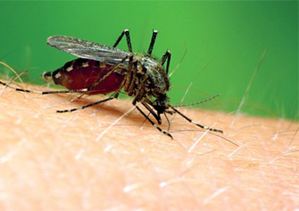 لتجنب لسع الحشرات عليك بالاستحمام والعطور