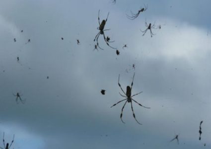السماء تمطر عناكب في البرازيل!