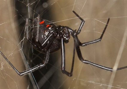 السماء تمطر عناكب في البرازيل (فيديو)