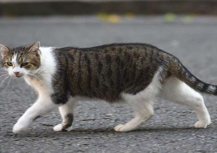 قطة تلتزم بقواعد المرور! (فيديو)