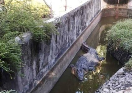 عالمة أحياء تفقد حياتها بين فكي تمساح