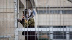 أبو بكر: الاحتلال يُمارس انتهاكات بالجملة بحق الأسيرات