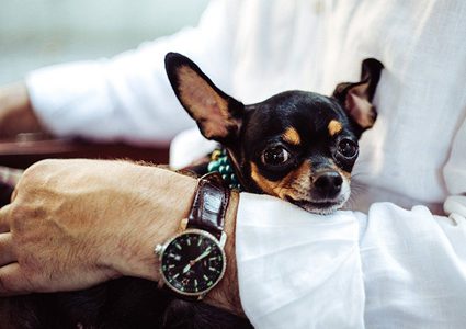 العلماء ينصحون مرضى السكري بتربية الكلاب