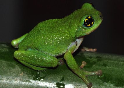 أخيرا وبعد 10 سنوات :العثور على "جولييت" لزواج الضفدع "روميو