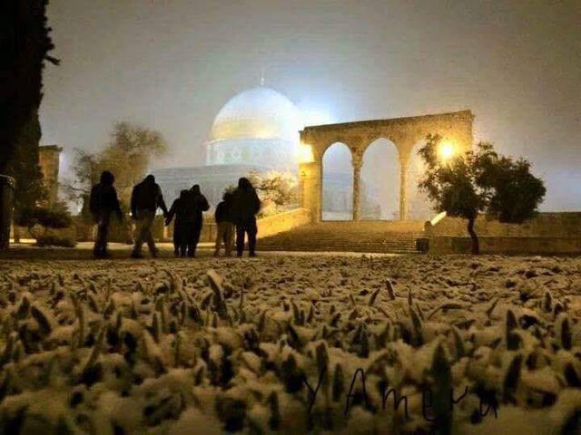 هكذا تفاعلت الـ"سوشيال ميديا" مع الزائر الأبيض!