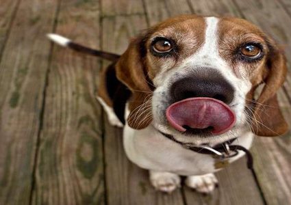 "لعقة" كلب قد تنقذ مرضى السكري من خطر الموت!