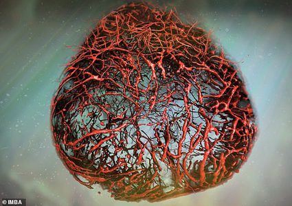 لأول مرة..علماء يتمكنون من زراعة أوعية دموية بشرية