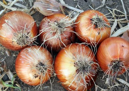 صحة دراسة: البصل يقمع انتشار سرطان المبيض