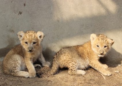 نفوق 4 أشبال في حديقة حيوان في رفح "بسبب البرد"