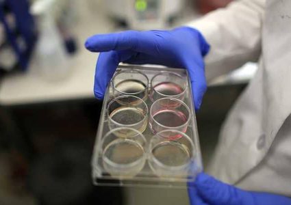 العلماء يكتشفون طريقة لزرع الذكريات من حيوان لآخر