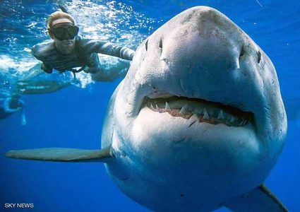 دقائق مجنونة مع "أضخم سمكة قرش"