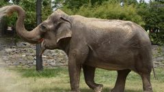 لماذا لا يصاب الفيل بالسرطان؟ العلم يحل اللغز