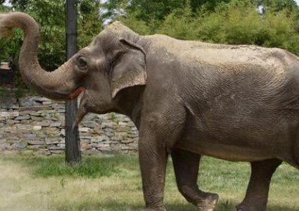 لماذا لا يصاب الفيل بالسرطان؟ العلم يحل اللغز