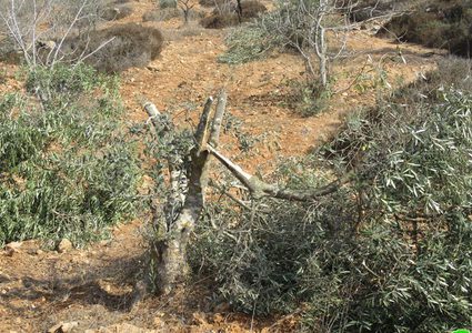 مستوطنون يقطعون عشرات أشجار الزيتون شرق رام الله