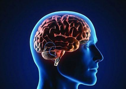 تعرف على العلاقة بين حجم البطن وحجم الدماغ!