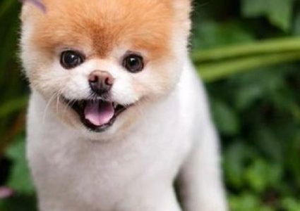 وفاة أجمل كلب في العالم