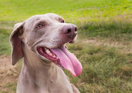 "لعقة" كلب قد تنقذ مرضى السكري من خطر الموت!