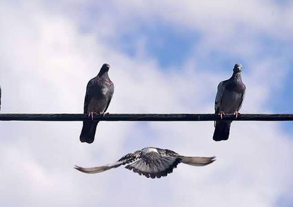 الحمام يقتل شخصين ويجبر بريطانيا على إعلان الطوارئ
