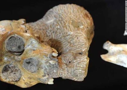 علماء يكتشفون "الحلقة المفقودة" بين الإنسان القديم والحديث