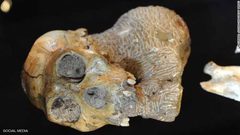 علماء يكتشفون "الحلقة المفقودة" بين الإنسان القديم والحديث