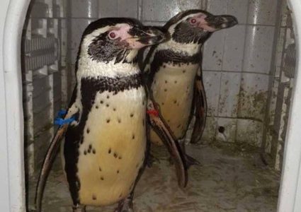 شرطة بريطانيا تنجح في انقاذ بطريقين من "الخطف"