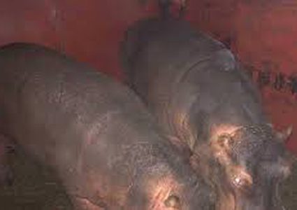 "طوارئ" في مطار القاهرة بسبب "فرس النهر"