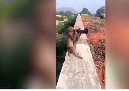 قرد يسرق قنينة جعة من سائح ويشربها (فيديو)