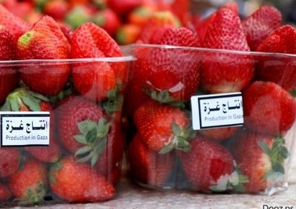 فتح تُعقب على ملصق "إنتاج غزة" للصادرات الزراعية من القطاع