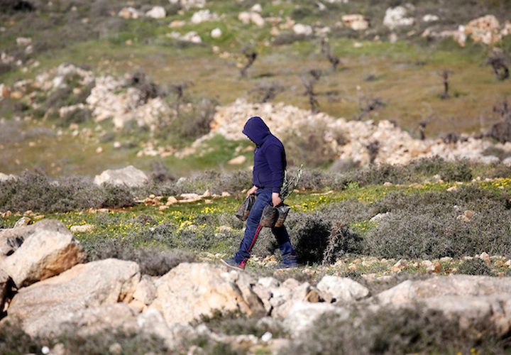 ناشطون فلسطينيون ونشطاء يهود يزرعون أشجار الزيتون بالقرب من مستوطنة غوش عتصيون في الضفة الغربية يربط بين الخليل وبيت لحم في 21 يناير / كانون الثاني 2019.