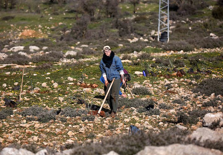 ناشطون فلسطينيون ونشطاء يهود يزرعون أشجار الزيتون بالقرب من مستوطنة غوش عتصيون في الضفة الغربية يربط بين الخليل وبيت لحم في 21 يناير / كانون الثاني 2019