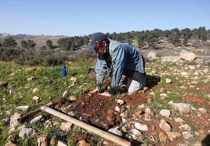 ناشطون فلسطينيون ونشطاء يهود يزرعون أشجار الزيتون بالقرب من مستوطنة غوش عتصيون في الضفة الغربية يربط بين الخليل وبيت لحم في 21 يناير / كانون الثاني 2019.