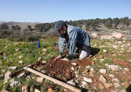 ناشطون فلسطينيون ونشطاء يهود يزرعون أشجار الزيتون بالقرب من مستوطنة غوش عتصيون في الضفة الغربية يربط بين الخليل وبيت لحم في 21 يناير / كانون الثاني 2019.
