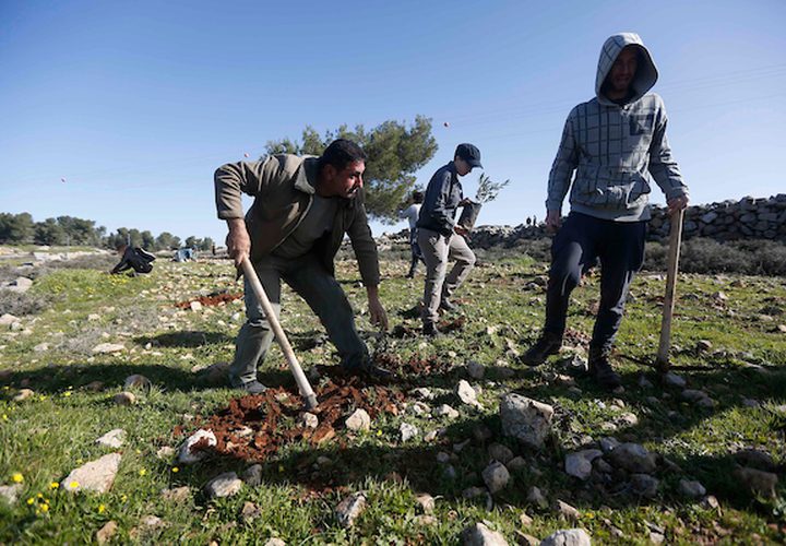 ناشطون فلسطينيون ونشطاء يهود يزرعون أشجار الزيتون بالقرب من مستوطنة غوش عتصيون في الضفة الغربية يربط بين الخليل وبيت لحم في 21 يناير / كانون الثاني 2019.