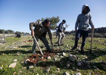ناشطون فلسطينيون ونشطاء يهود يزرعون أشجار الزيتون بالقرب من مستوطنة غوش عتصيون في الضفة الغربية يربط بين الخليل وبيت لحم في 21 يناير / كانون الثاني 2019.