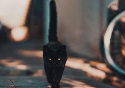 قط يثأر من ثعلب سرق طعامه! (فيديو)