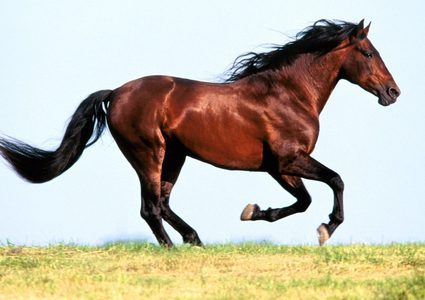 تعرف على أسرع الخيول وأغلاها في العالم