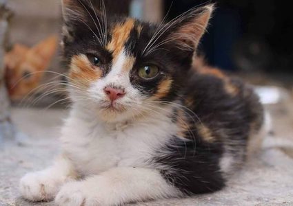 قطط تتسبب في إصابة فتاتين بالعمى