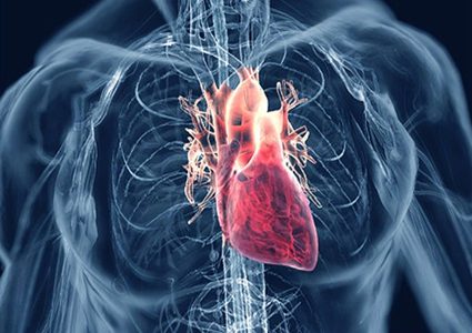 دراسة: امرض القلب قد تبدأ من الرحم!