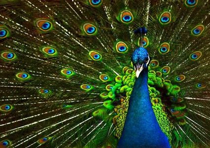 اكتشاف سر ذيل الطاووس الخاطف للأنظار!