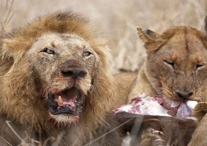 أسدان يعذبان رجلا حتى الموت!