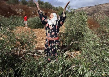 مستوطنون يقطعون مئات أشجار الزيتون في بلدة بيت أمر